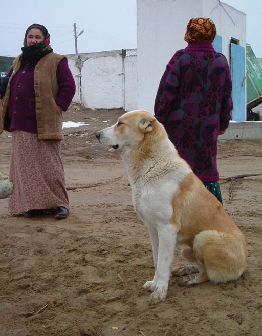 Alabaï au Turkménistan.